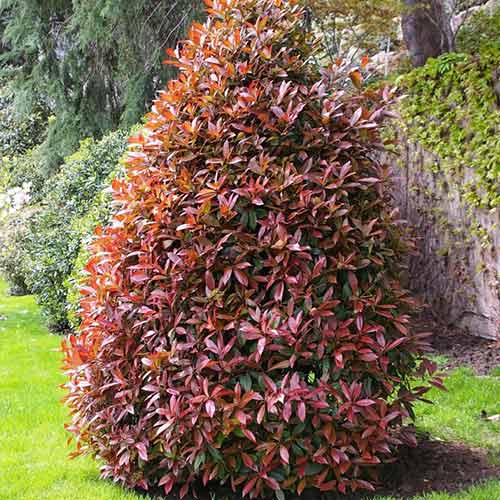 1 buc, Photinia fraseri Cracklin' Red - Răsaduri: Mod de ambalare: 1 buc