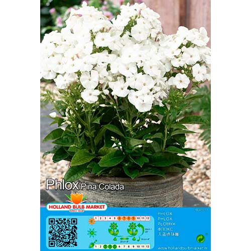 1 buc, Brumărele Pina Colada - Bulbi: Mod de ambalare: 1 buc