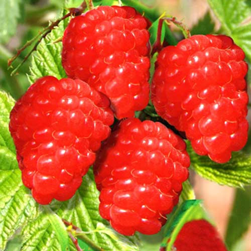 1 buc, Zmeur pe tulpină Red - Puieți: Mod de ambalare: 1 buc