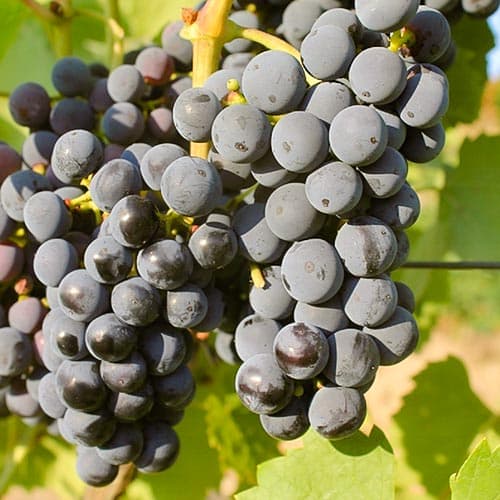 1 saz, Vinná réva Regent - : Monžstvo balíkov: 1 saz