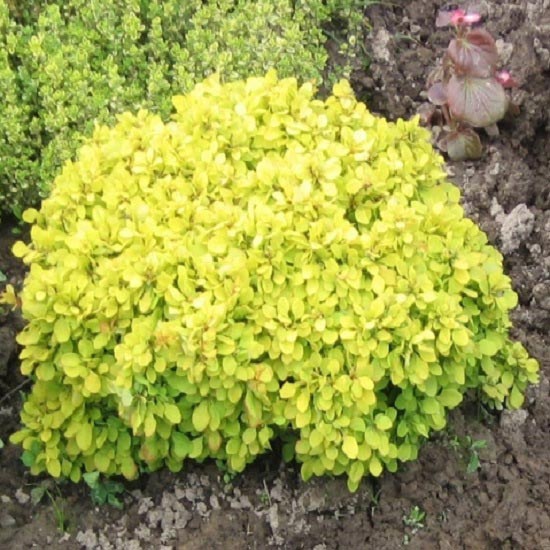 1 saz, Dřišťál Thunbergův Goldalita - : Monžstvo balíkov: 1 saz