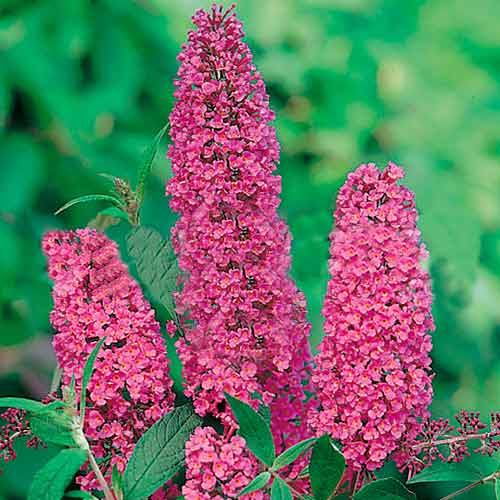 1 saz, Komule Davidova Ille De France - : Monžstvo balíkov: 1 saz