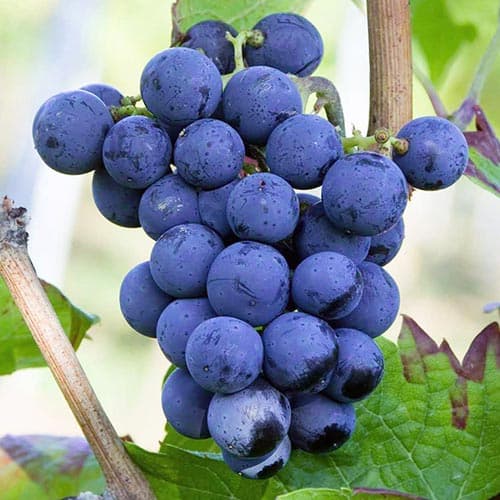 1 Pflanze(n), Weintraube Cabernet Cortis - Setzlinge: Ilość w opakowaniu: 1 Pflanze(n)