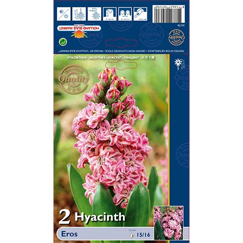 2 Stück, Hyazinthe Eros - Blumenzwiebeln: Ilość w opakowaniu: 2 Stück