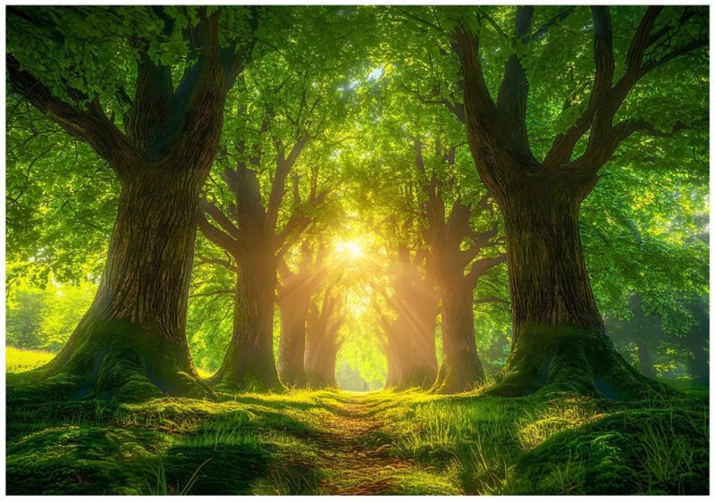 Fototapeta WALLARENA Do Sypialni Salonu Na Flizelinie Las Natura Drzewa Zielony 312x219 cm 16018VEXXL 1 szt.