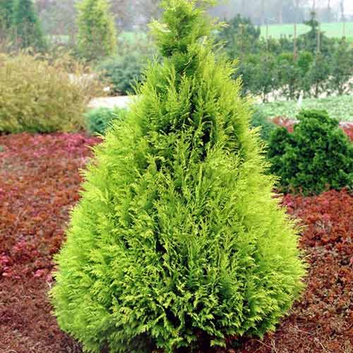 1 sadz, Cyprysik Lawsona Stardust - Sadzonki: Ilość w opakowaniu: 1 sadz