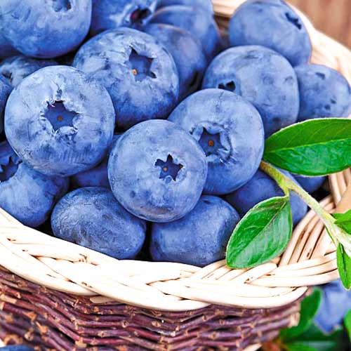 1 szt, Borówka amerykańska Lateblue - Sadzonki: Ilość w opakowaniu: 1 sadz