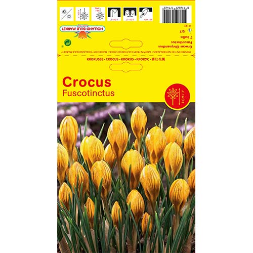 Krokus Fuscontinctus - Cebule: Ilość w opakowaniu: 7 szt. - GradinaMax