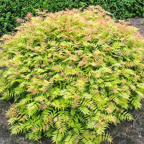 1 sadz, Tawlina jarzębolistna Sem - Sadzonki: Ilość w opakowaniu: 1 sadz