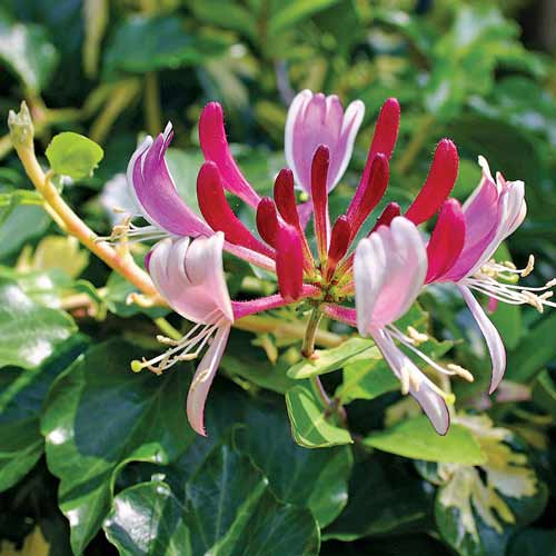 1 buc, Caprifoi (Mâna Maicii Domnului) Belgica - Răsaduri: Mod de ambalare: 1 buc