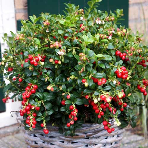 1 buc, Merisor Miss Cherry - Răsaduri: Mod de ambalare: 1 buc