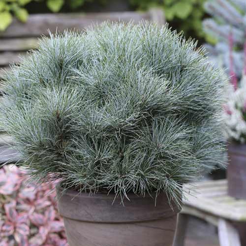 1 buc, Pin Sea Urchin, C4 - Puieți: Mod de ambalare: 1 buc