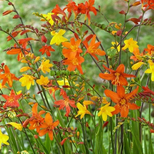 3 buc, Pachet economic! Crocosmia mix multicolor - Bulbi: Mod de ambalare: 3 buc