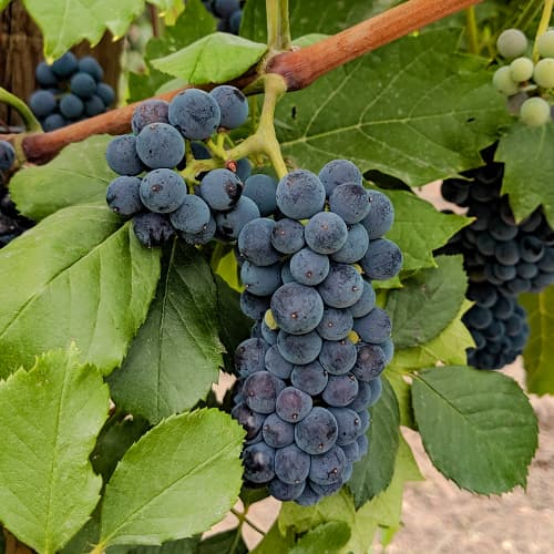 1 db, Szőlő Marechal Foch - Dugványok: Mod de ambalare: 1 db