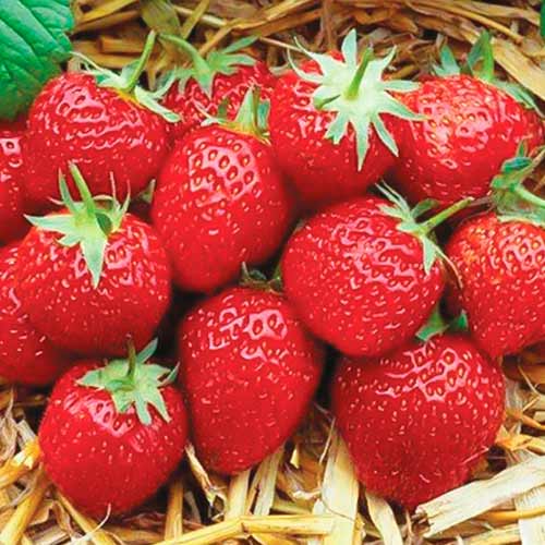 5 Setzling(e), Erdbeeren Elsanta - Setzlinge: Ilość w opakowaniu: 5 Setzling(e)