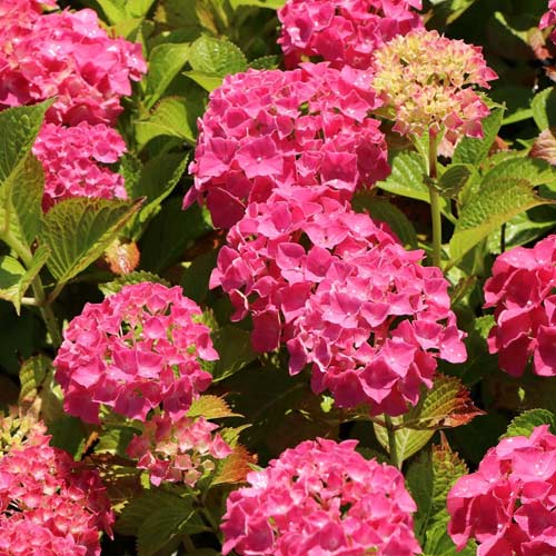 1 Pflanze(n), Gartenhortensie Alpenglühen, C2 - Setzlinge: Ilość w opakowaniu: 1 Pflanze(n)