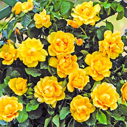 1 Pflanze(n), Kletterrose Golden Gate - Setzlinge: Ilość w opakowaniu: 1 Pflanze(n)