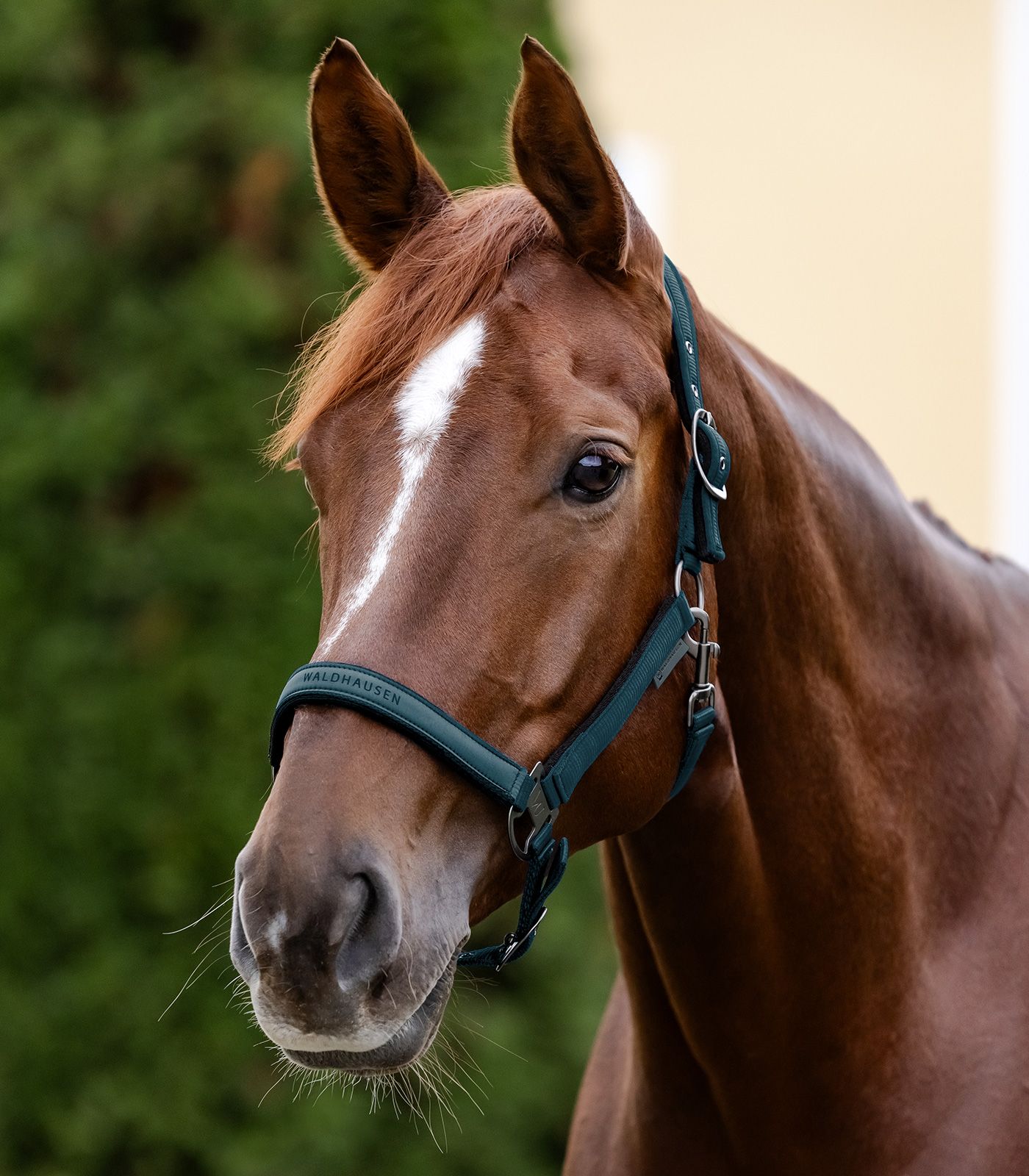 Waldhausen Waldhausen kantar Athletic 24h