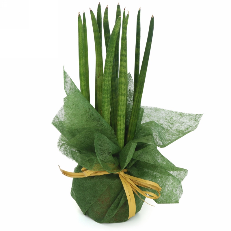 Kwiat doniczkowy Sanseveria - cylindrica