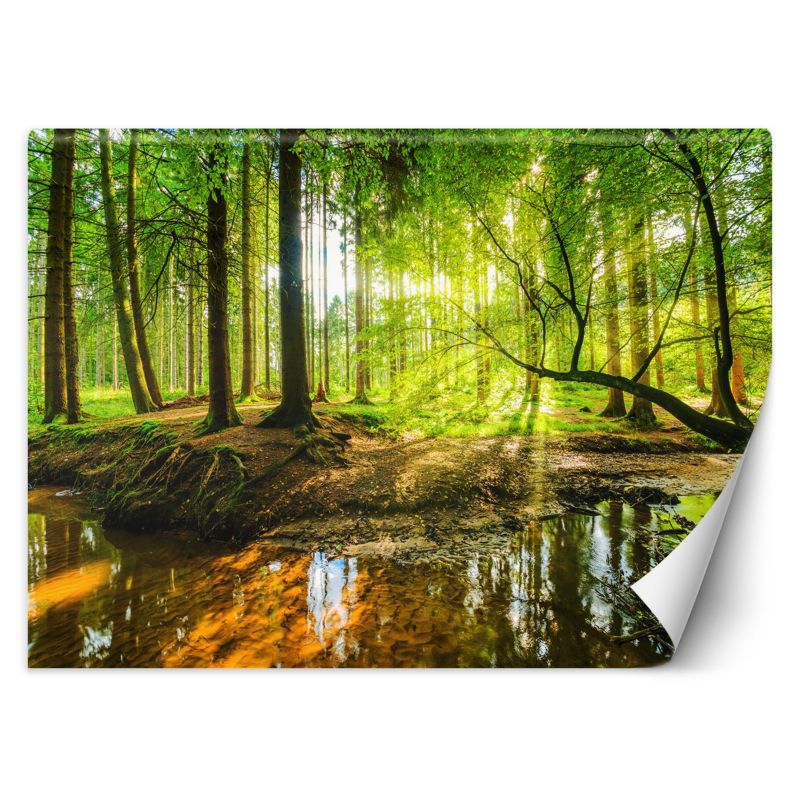 Fototapeta Feeby Las potok strumień promienie słońca natura 400x280 1 szt