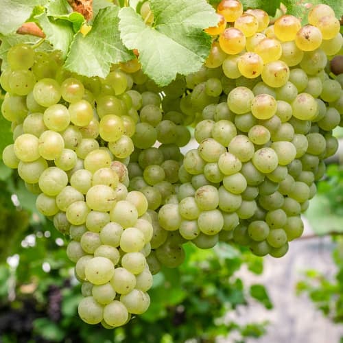 Winorośl Aurora - Sadzonki. Ilość w opakowaniu: 1 sadz - GradinaMax