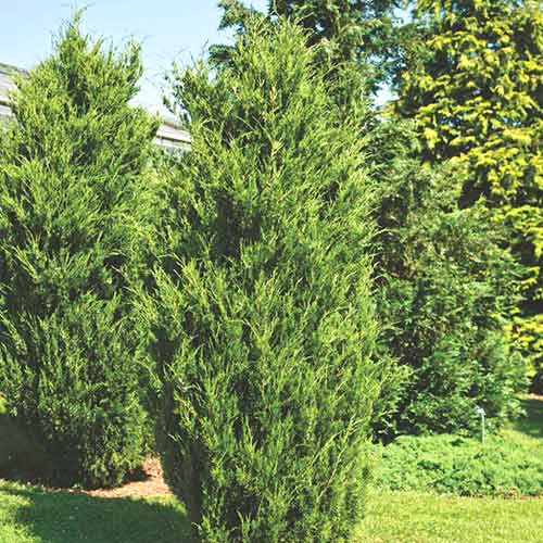 1 sadz, Jałowiec wirginijski Canaertii - Sadzonki: Ilość w opakowaniu: 1 sadz