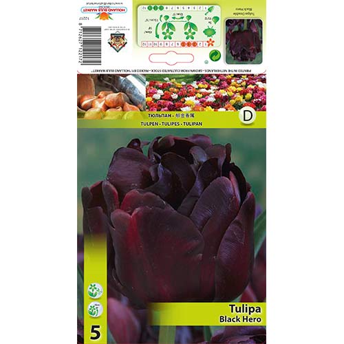 Tulipan pełny Black Hero - Cebule: Ilość w opakowaniu: 5 szt. - GradinaMax