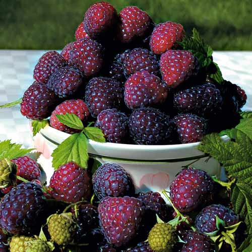 2 sadz, Malina Purpurowa - Sadzonki: Ilość w opakowaniu: 2 sadz