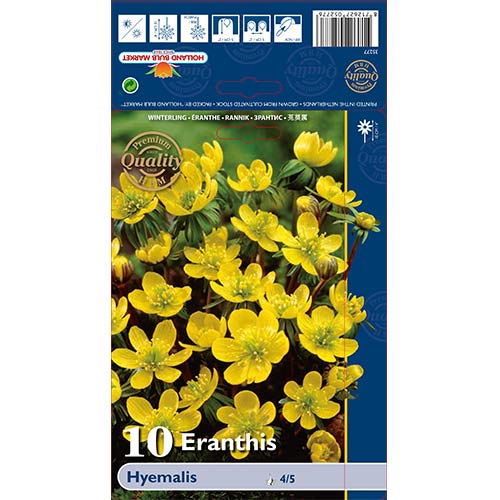 10 szt., Rannik zimowy - Cebule: Ilość w opakowaniu: 10 szt.