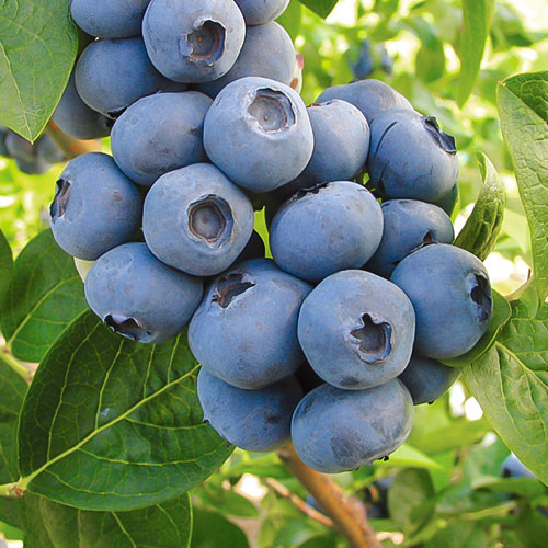 1 sadz, Borówka amerykańska Toro - Sadzonki: Ilość w opakowaniu: 1 sadz