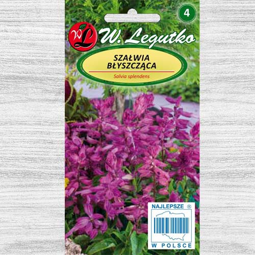1 pac, Salvie decorativă violet Legutko - Semințe: Mod de ambalare: 0.3 g