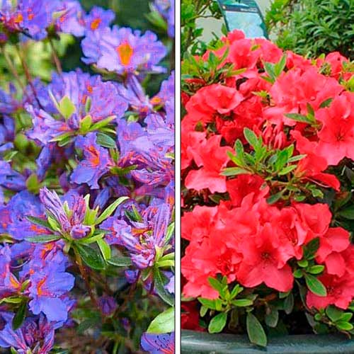 Ofertă specială! Azalee, set de 2 soiuri - Răsaduri: Mod de ambalare: 2 buc