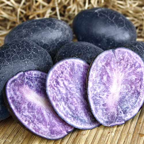 1 kg, Cartofi de sămânță Blue Congo - Tuberculi: Mod de ambalare: 1 kg