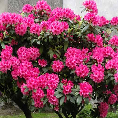 1 buc, Rhododendron Eruption - Răsaduri: Mod de ambalare: 1 buc