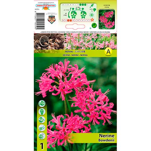 1 buc, Crin de Guernesey (Nerine Bowdenii) Pink - Bulbi: Mod de ambalare: 1 buc