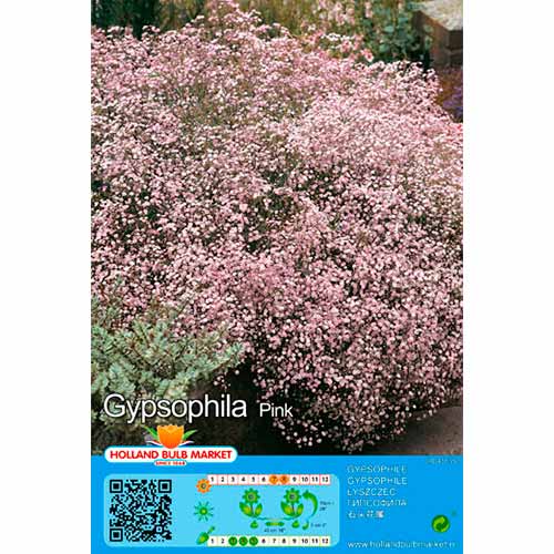 2 cib, Gypsophila růžový - : Monžstvo balíkov: 2 cib