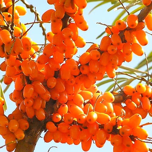 1 saz, Rakytník Plamiennaja - : Monžstvo balíkov: 1 saz