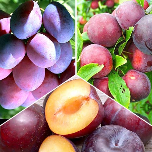 3 saz, Super nabídka! Sada švestkových trií, 3 sazenice - : Monžstvo balíkov: 3 saz