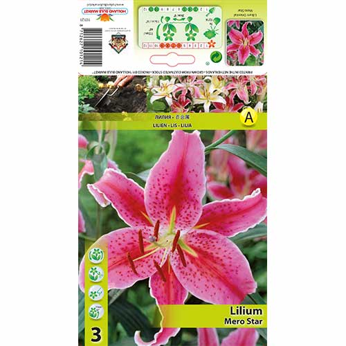 3 db, Liliom Mero Star - Hagymák: Mod de ambalare: 3 db