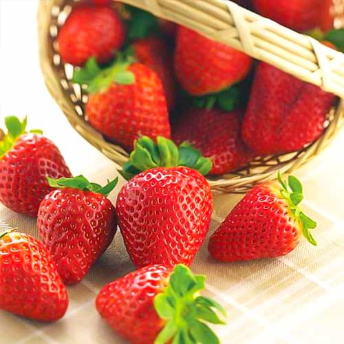 1 szt, Erdbeeren Albion - Setzlinge: Ilość w opakowaniu: 5 Setzling(e)