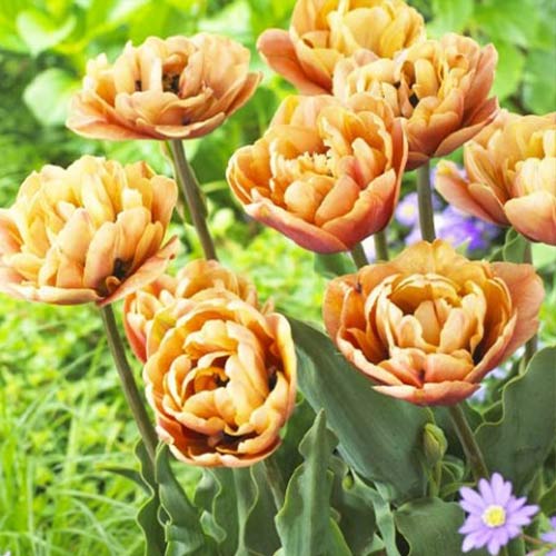 8 Stück, Tulpe La Belle Epoque - Blumenzwiebeln: Ilość w opakowaniu: 8 Stück