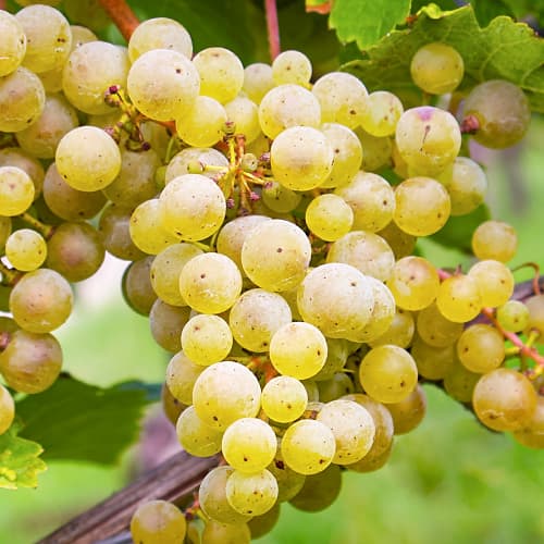 Vid Seyval Blanc - Plántulas: Ilość w opakowaniu: 1 plantas