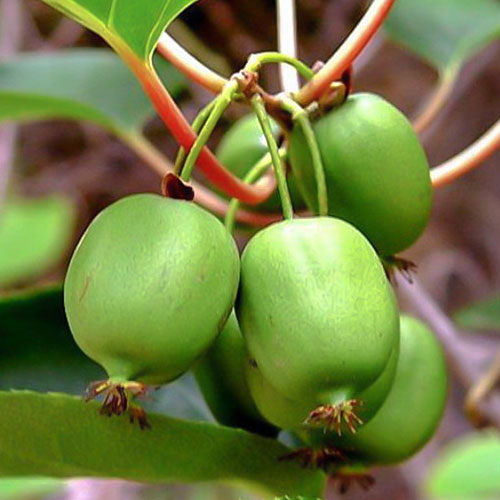 1 sadz, Mini kiwi (aktinidia) Sentyabraskaya - Sadzonki: Ilość w opakowaniu: 1 sadz