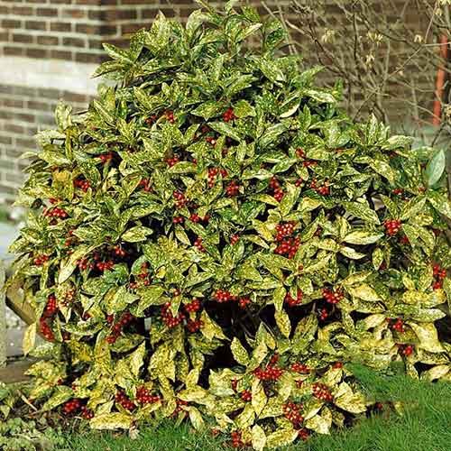 1 sadz, Aukuba japońska - Sadzonki: Ilość w opakowaniu: 1 sadz