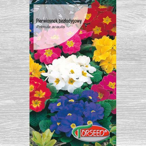 1 szt, Pierwiosnek bezłodygowy (Primula), mieszanka - Nasiona: Ilość w opakowaniu: 0.1 g
