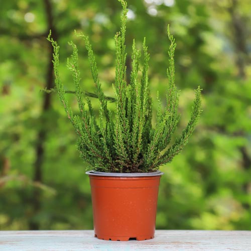 1 sadz, Wrzos pospolity Zelda - Sadzonki: Ilość w opakowaniu: 1 sadz