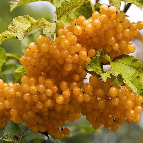 1 sadz, Kalina koralowa Xanthocarpum - Sadzonki: Ilość w opakowaniu: 1 sadz