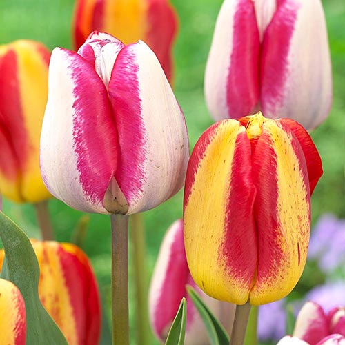 25 buc, Super ofertă! Lalele triumph, set de 25 de bulbi - Bulbi: Mod de ambalare: 25 buc