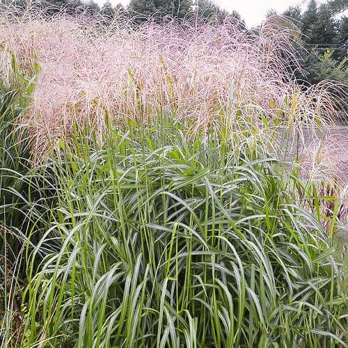 1 buc, Stuf chinezesc (Miscanthus) Desert Gold - Răsaduri: Mod de ambalare: 1 buc
