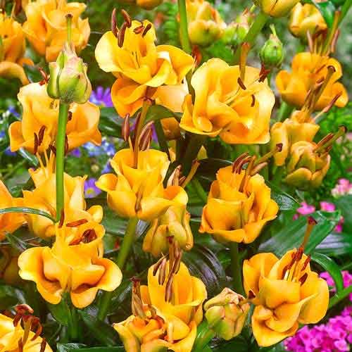 3 buc, Crin asiatic Apricot Fudge - Bulbi: Mod de ambalare: 3 buc